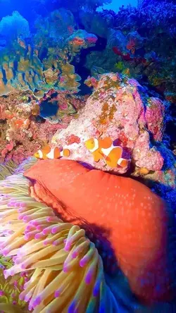 Beautiful color, have you ever seen clown fishes before?