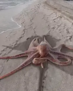 octopus taking a stroll on the beach