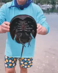 The horseshoe crab in Cape Cod