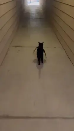 Bat-cat is here to save the day.