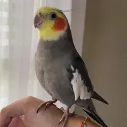 Rockstar cockatiel ??? (Via TikTok: @yumyumthetiel)