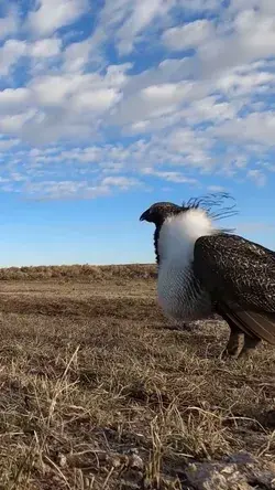 Sage Grouse