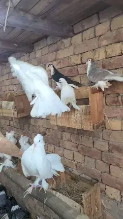 Indian fantail pigeon landing in slow motion