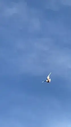 Pigeon to Raptor 😅