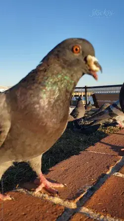 Pigeons Eating Bread Mobile Footage