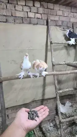 Pigeon flying to my hand [slow motion]