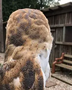 Barn Owl Plumage