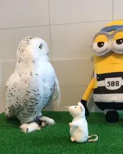 Owl and Minion .... Watch this beautiful video.... Drop your comment❤❤❤😃😃