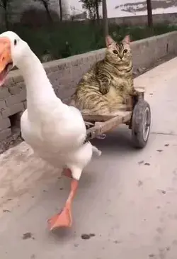 Sit well, friend...🦆😼