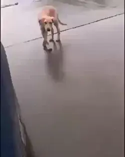 dancing dog 