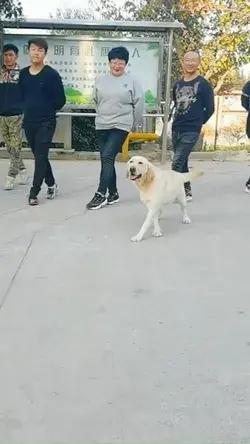 Doggo being best lead dancer ever!