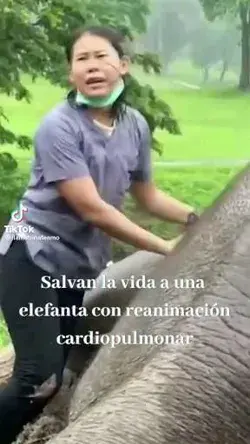 Salvando la vida de una elefante.