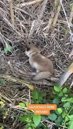 Liberando un zorrito.