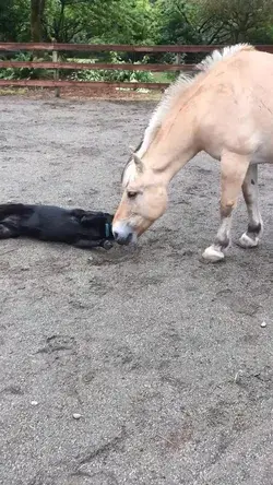 Ace loves his new friend the horse 🖤