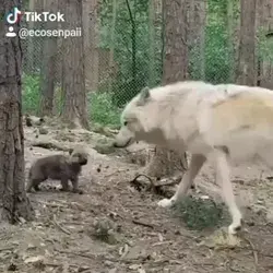 Baby wolf🐺🐺🐺
• 
Follow @ecosenpaii for more👍🙌😍
•
#ecosenpaii #saveearth #savetheocean #wolf