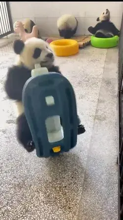 CUTE PANDAS😭