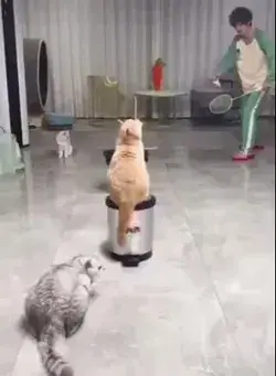 Kittys playing badminton