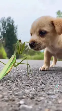 Dog and grasshopper