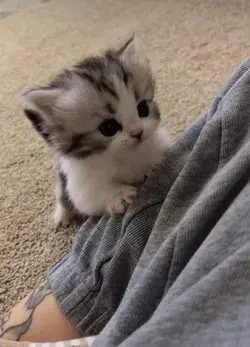 Cute Kitten Video 🥰