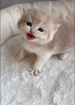 Cute Kitten Video 🥹