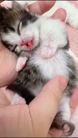 Kitten on the third day of life