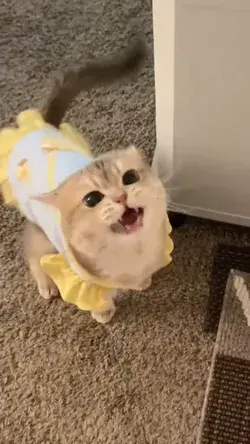 Funny Meow Moment of Cat