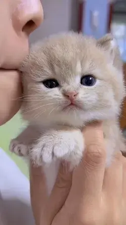 Adorable Cute Kitten