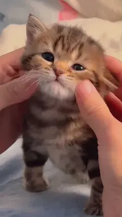 Fascinated by such a cute kitten