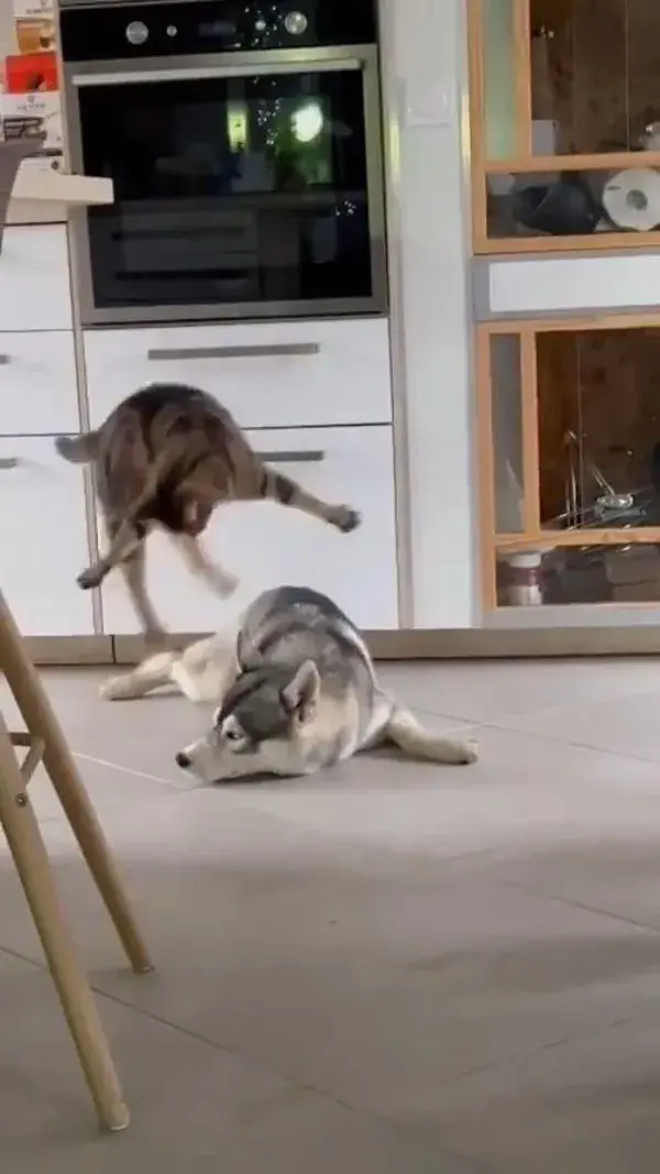 Play time, get up and play with me husky friend