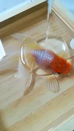 Handmade goldfish resin painting