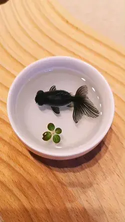 DIY black goldfish resin painting