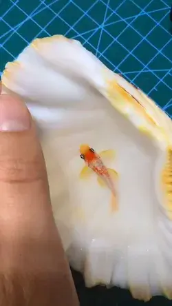 Painting process of the little red-white koi fish in the Carlisle Clamshell.