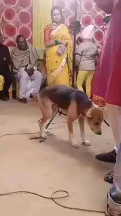 Dog Dance || Funny Animal Video
