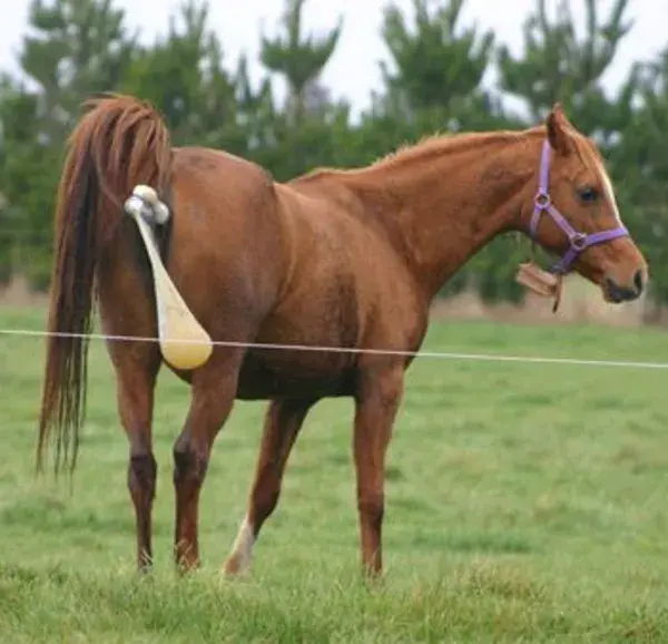 Horsetalk.co.nz