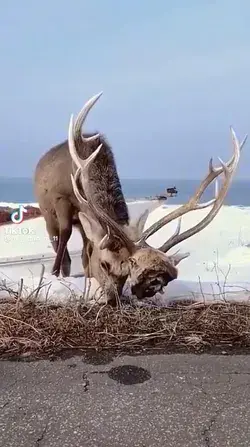 Nature has a nasty side. One elk died as a result of a struggle between the two of them.