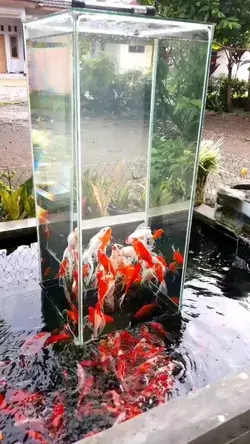 Wow Beautiful fishes