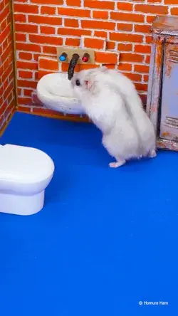 Hamster Escapes the Prison Maze 🐹