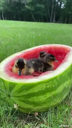 So cute‘🐥🐥🐥🍉