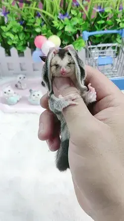 Cửa hàng Sóc Bay Úc – Sugar Glider #1 Việt Nam