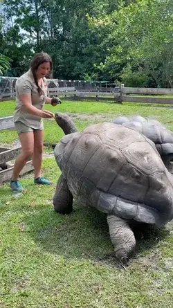 Check out The Reptile Zoo's clip of these incredible Aldabra tortoises at Florida, USA