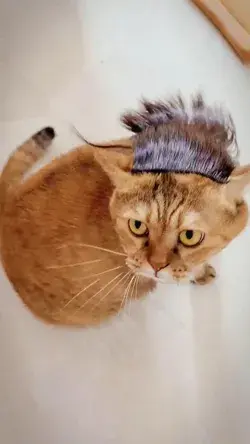 Cat’s new hairstyle decoration, but he doesn’t seem to particularly like it.