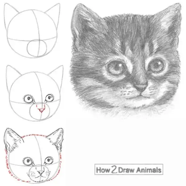 How to Draw a Kitten