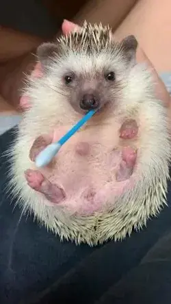 He thinks, it ia a lollypop 😅🦔🍭