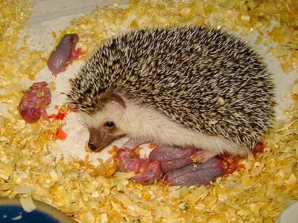 Hamor Hollow Hedgehogs