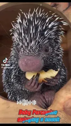 Baby Porcupine enjoying a snack. #wildlife #porcipine | Baby Animals Videos |