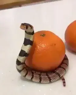 Don't even think of touching my orange