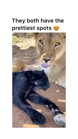 I never realized how small leopards are compared to lions until I saw this