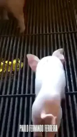 #piglet