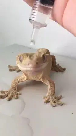 Owner Gives Her Gecko a Water Droplet Crown