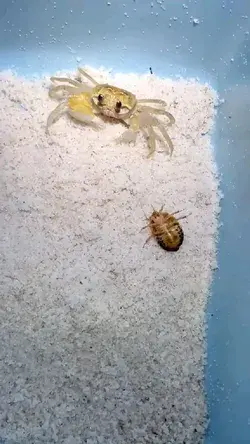 🦀🦀🦀